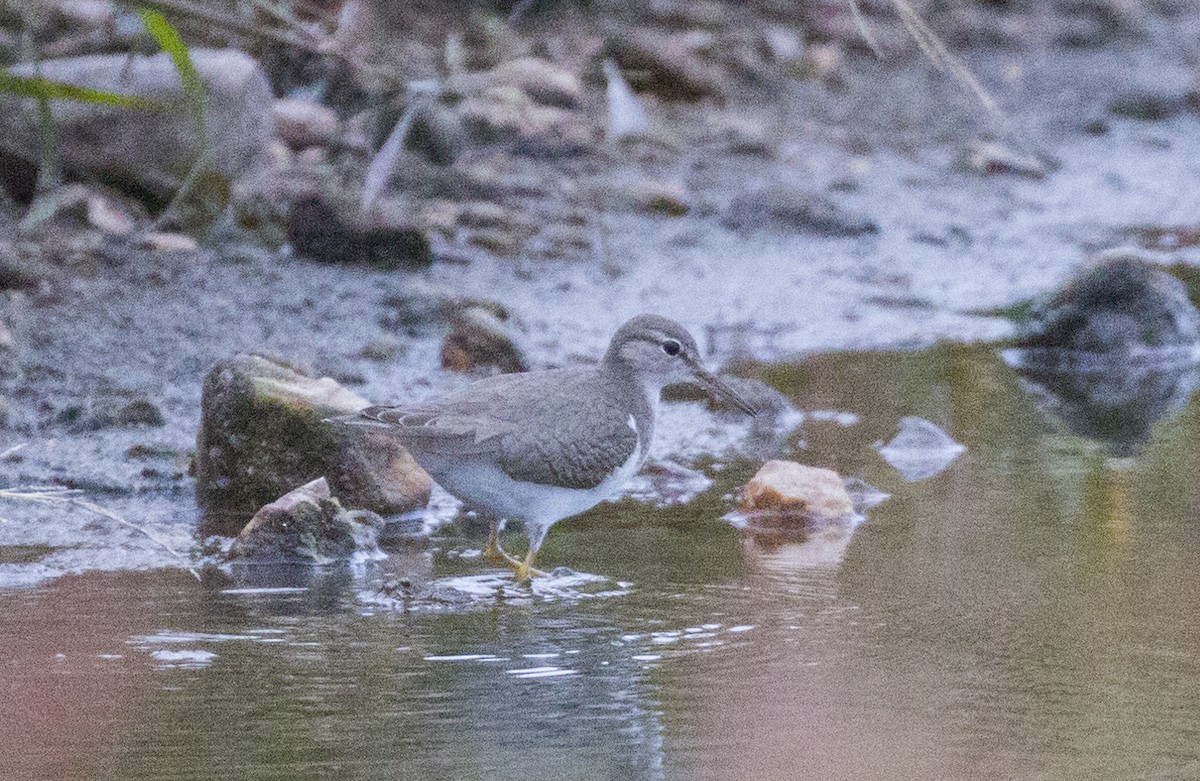 Spotted Sandpiper - Kenny Younger