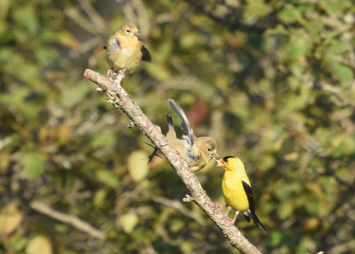 American Goldfinch - Guy Babineau