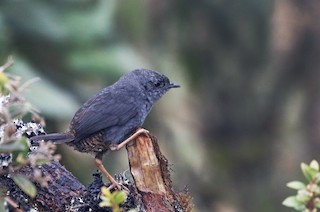  - Neblina Tapaculo