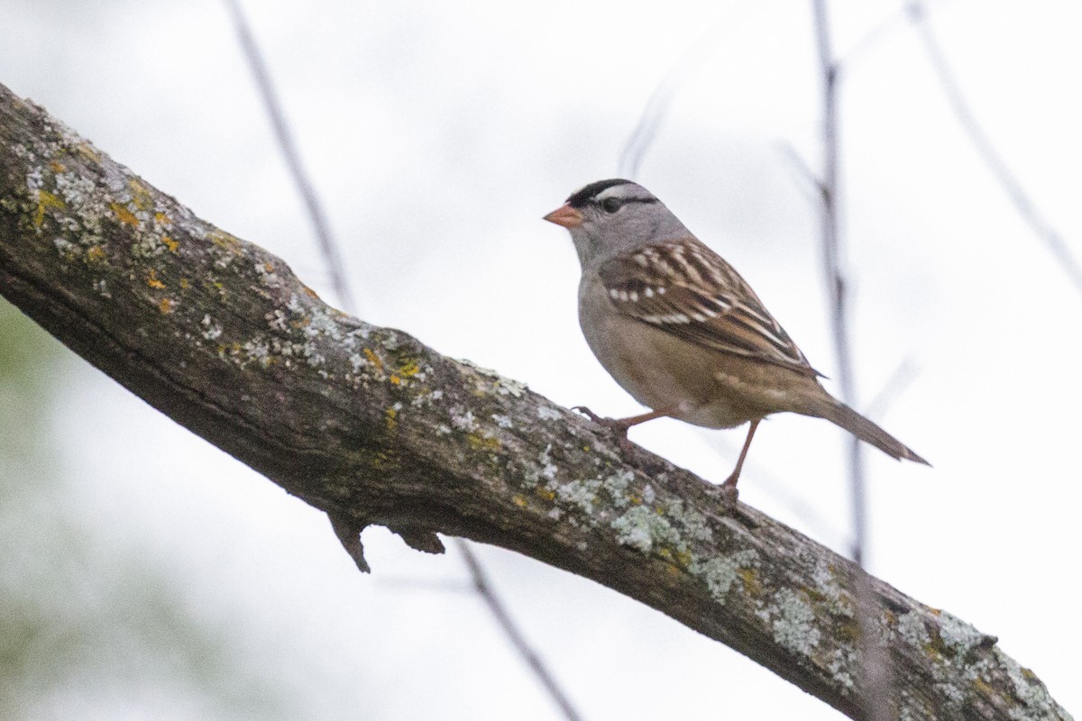 White-crowned Sparrow - Kenny Younger