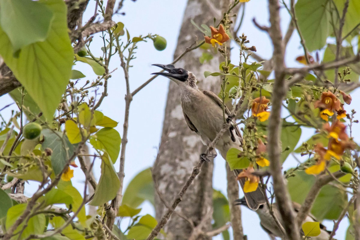 Silver-crowned Friarbird - Andrew Allen