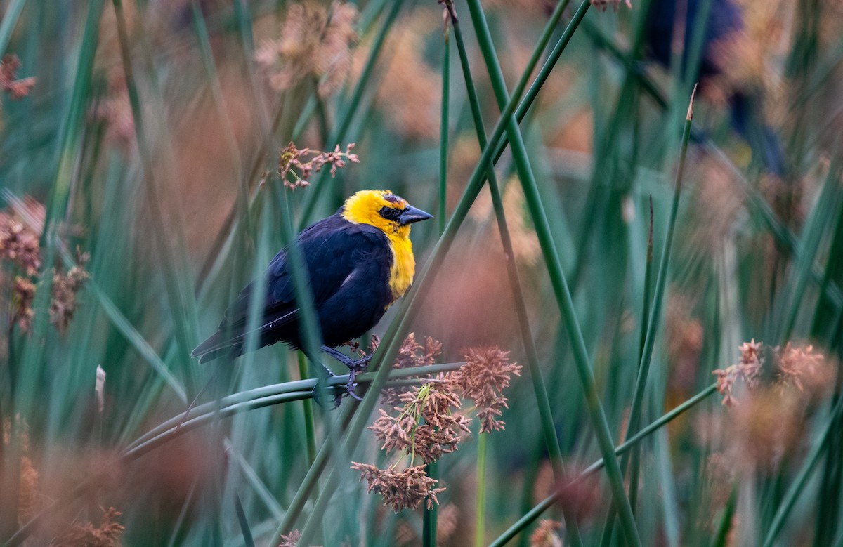 Yellow-headed Blackbird - ML366969341