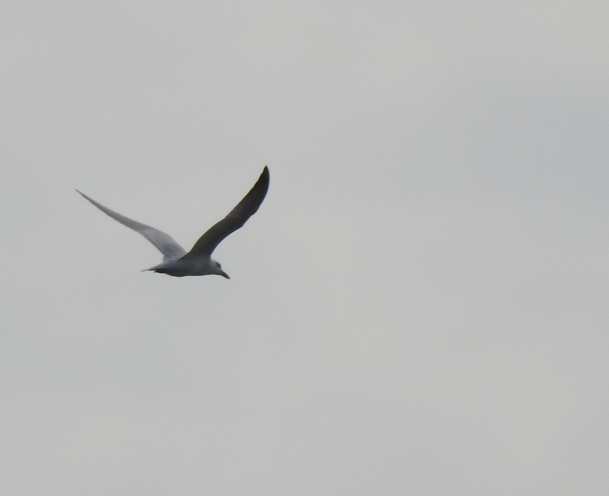 Gull-billed Tern - Daniel Lane