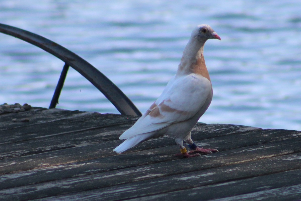Rock Pigeon (Feral Pigeon) - Susan Boyce