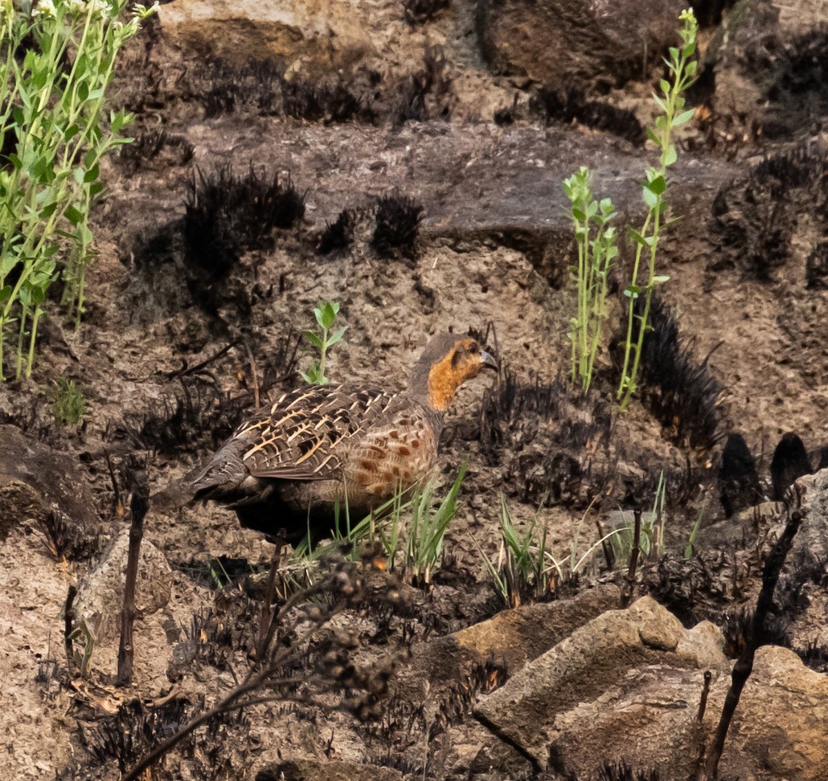 Finsch's Francolin - Ron Hoff Dollyann Myers