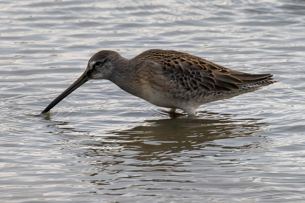 Long-billed Dowitcher - ML366981661