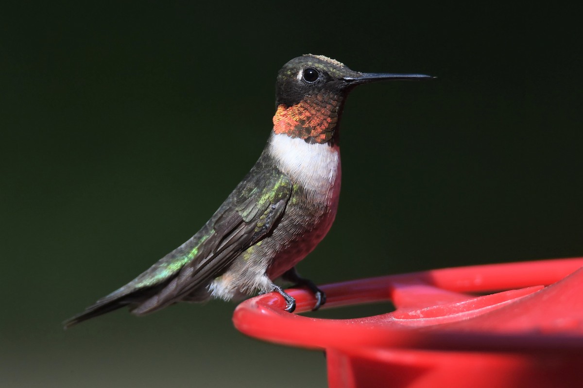 Ruby-throated Hummingbird - ML366982081