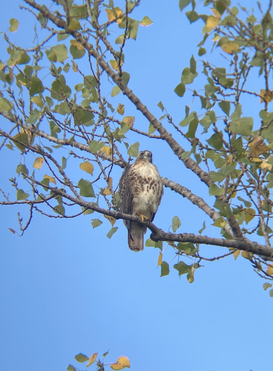 Red-tailed Hawk - ML366982661