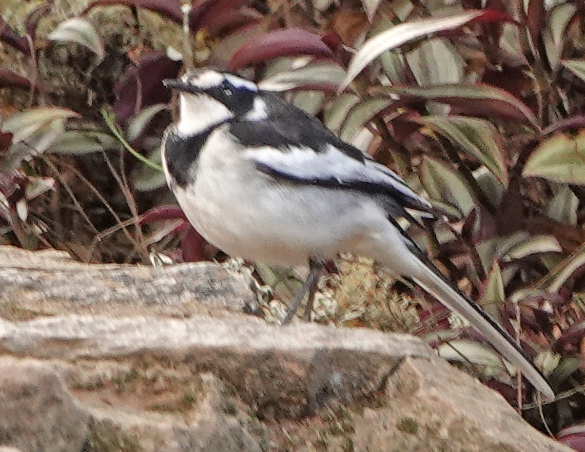 African Pied Wagtail - Diane Drobka