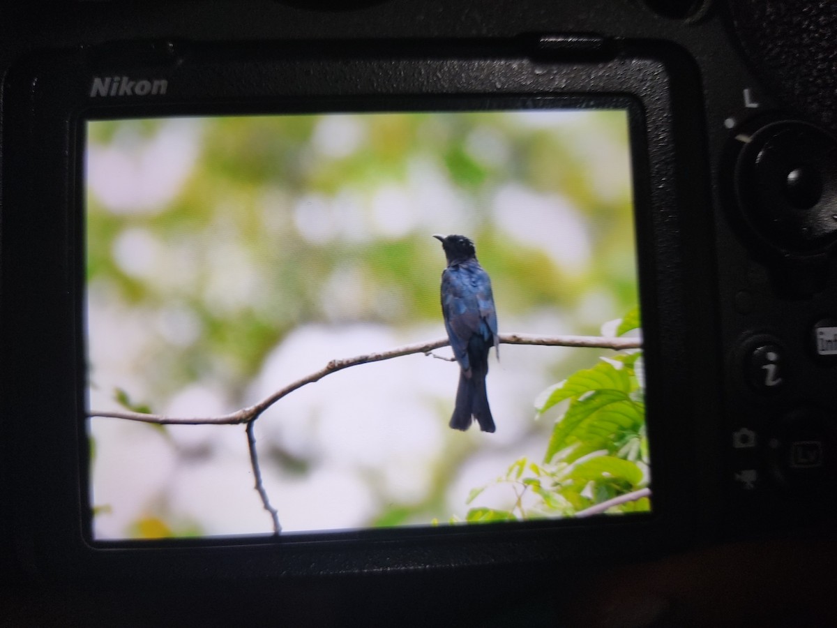 Square-tailed Drongo-Cuckoo - ML366993351