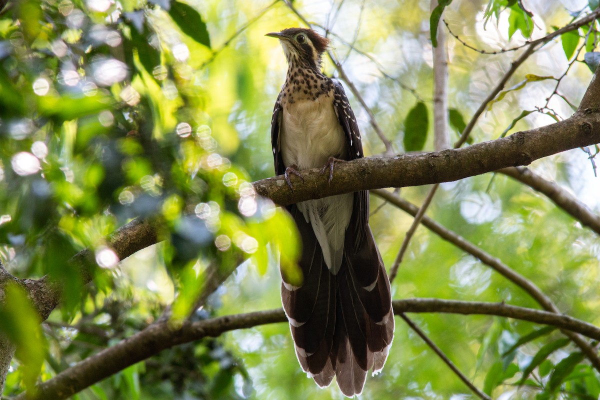 Pheasant Cuckoo - João Vitor Andriola