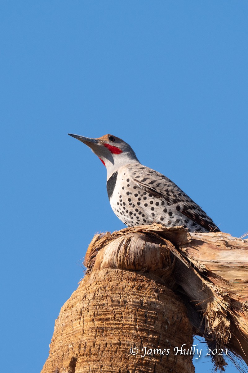 Northern Flicker (Red-shafted) - ML366996201