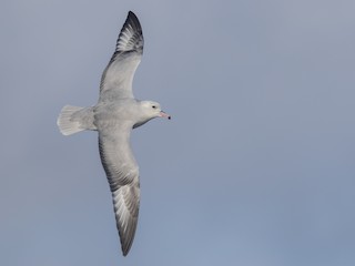  - Southern Fulmar