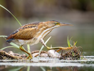  - Least Bittern