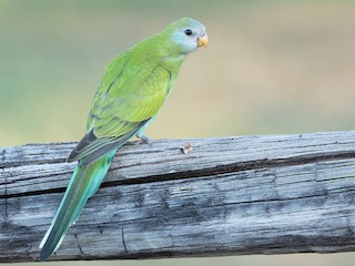  - Hooded Parrot