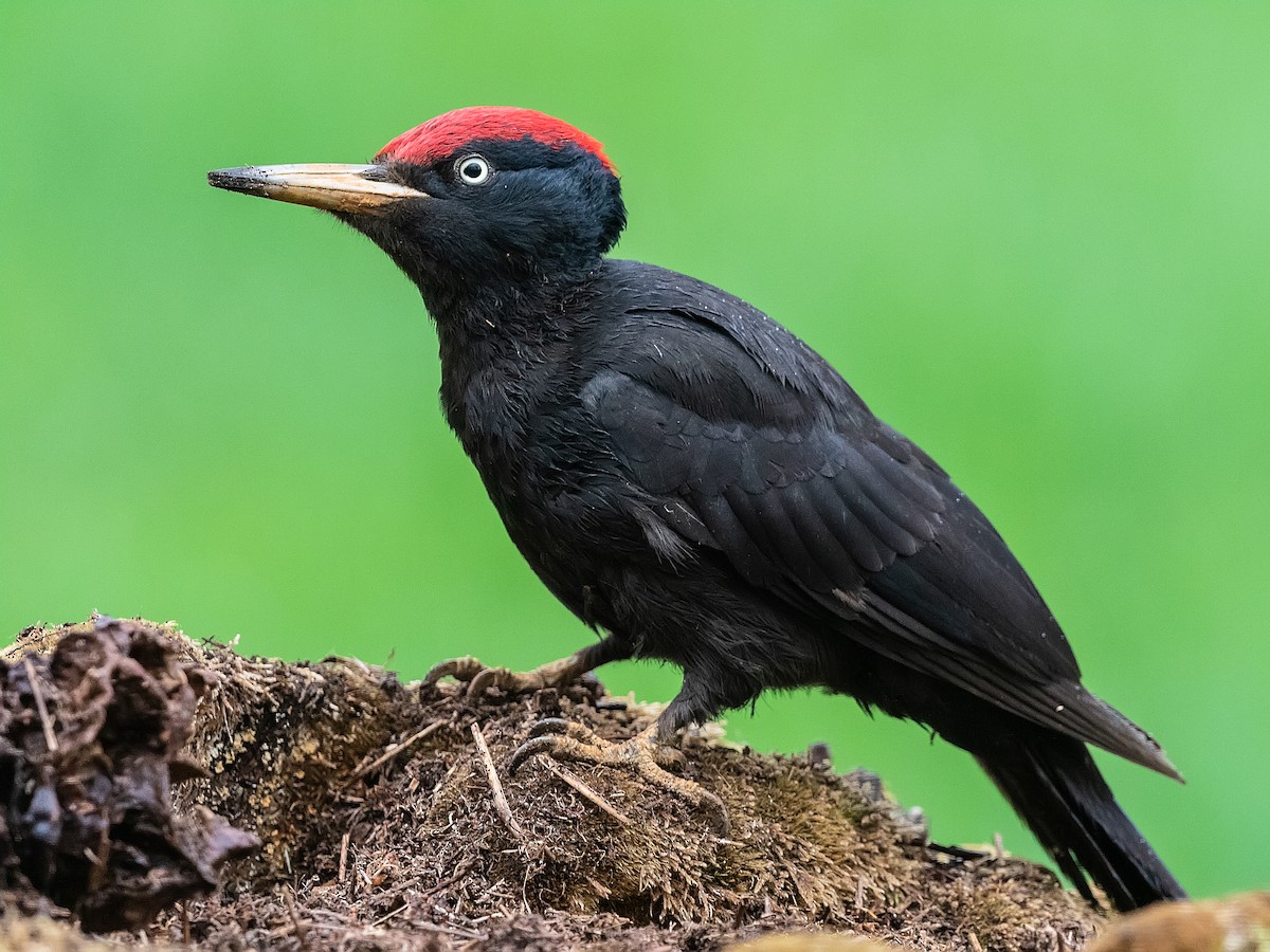 Black Woodpecker - eBird