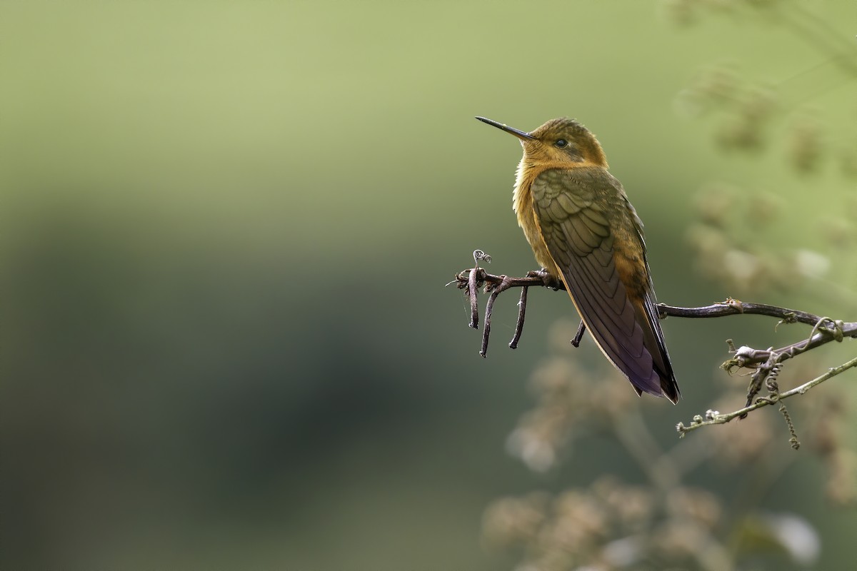 kolibřík duhovohřbetý - ML367003841