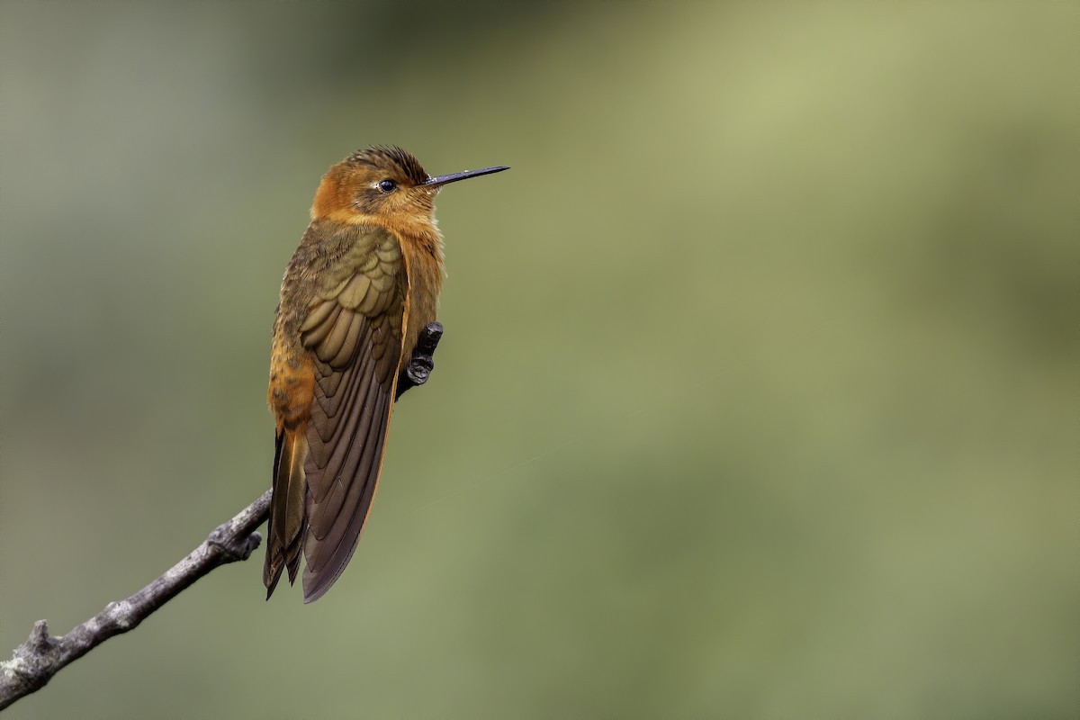 kolibřík duhovohřbetý - ML367003941