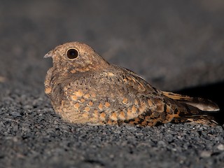  - Savanna Nightjar