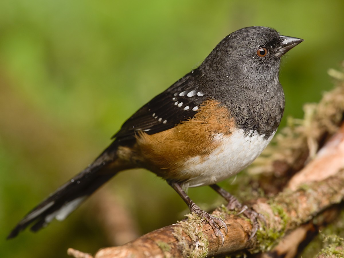Spotted Towhee - ML367004301