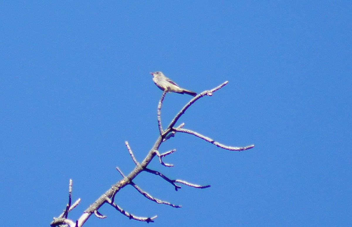 Greater Pewee - ML367004771