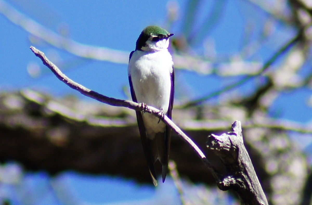 Violet-green Swallow - ML367005111