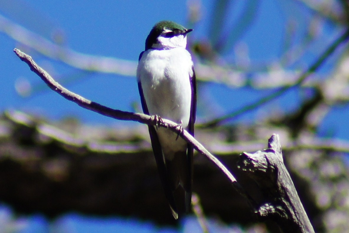 Violet-green Swallow - ML367005121
