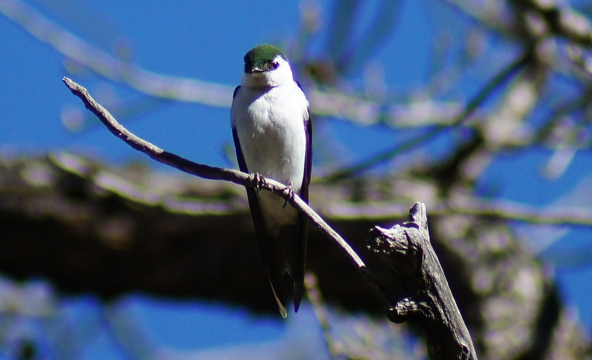 Violet-green Swallow - ML367005131
