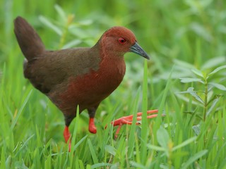  - Ruddy-breasted Crake