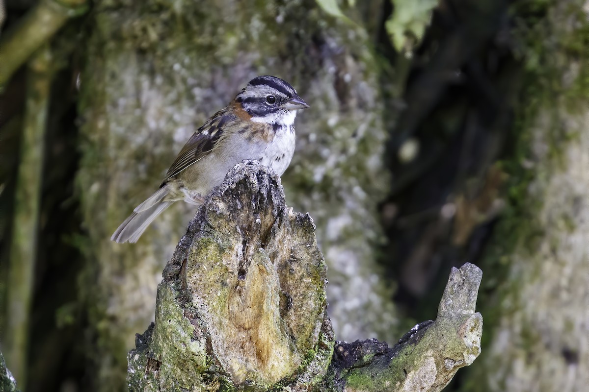 Rufous-collared Sparrow - Devon Bradley