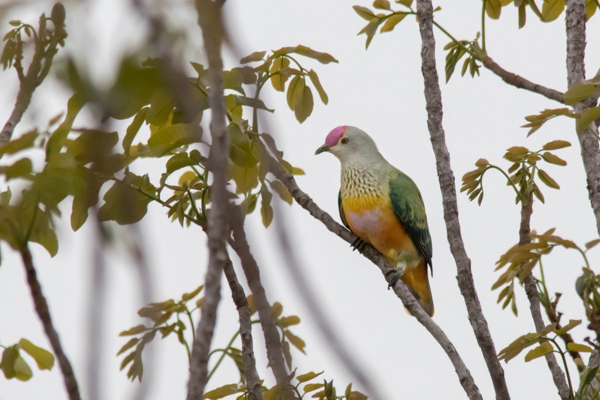 Rose-crowned Fruit-Dove - ML36700531