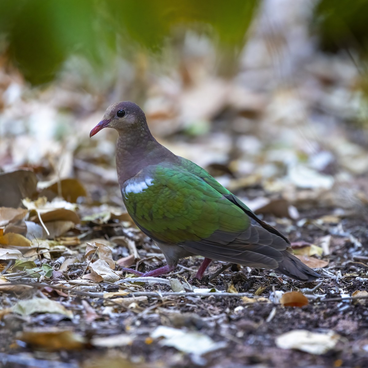 Pacific Emerald Dove - Alexander Babych