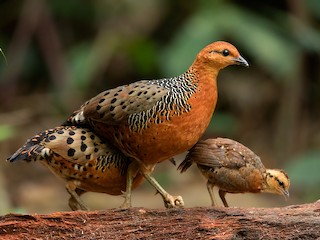  - Ferruginous Partridge