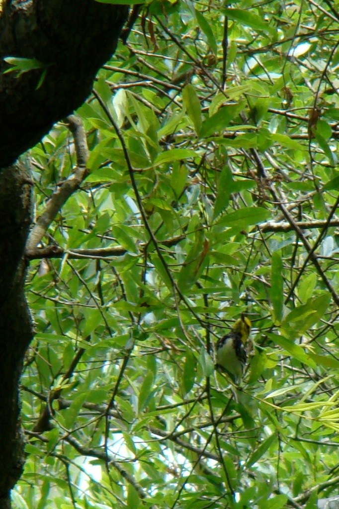 Black-throated Green Warbler - Mark W11 Kulstad