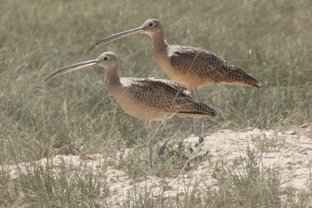 Long-billed Curlew - ML367014681