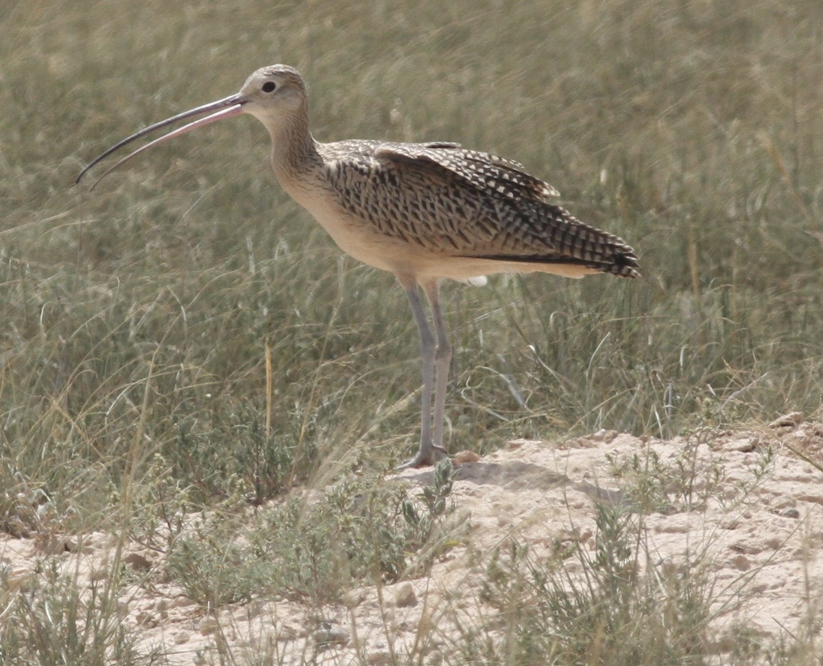 Long-billed Curlew - Andrew Theus