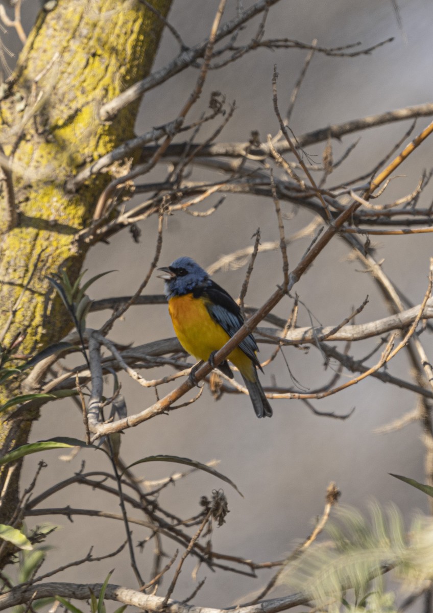 Blue-and-yellow Tanager - Paula Wolff
