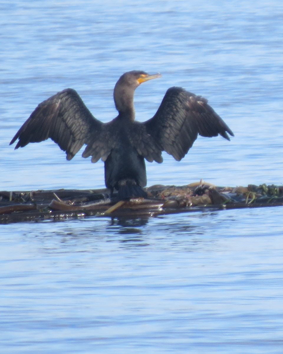 Double-crested Cormorant - Michael Barry
