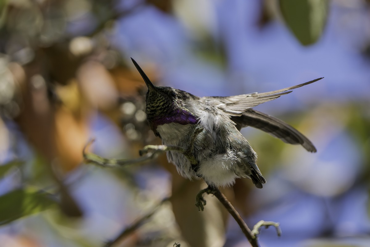 Costa's Hummingbird - Derek Lecy