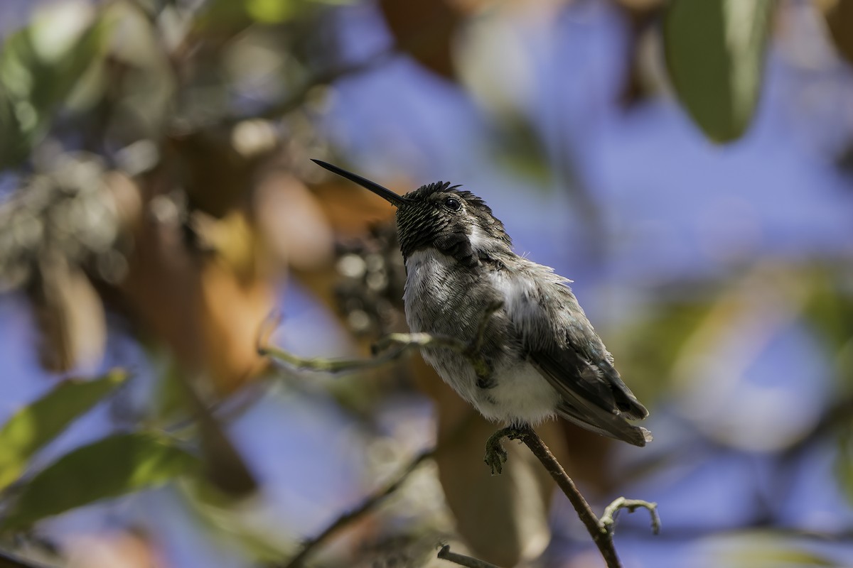 Costa's Hummingbird - ML367020701