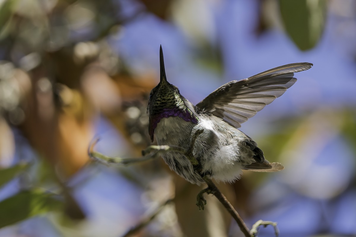 Costa's Hummingbird - ML367020711