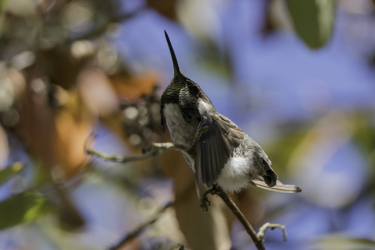 Costa's Hummingbird - ML367020721