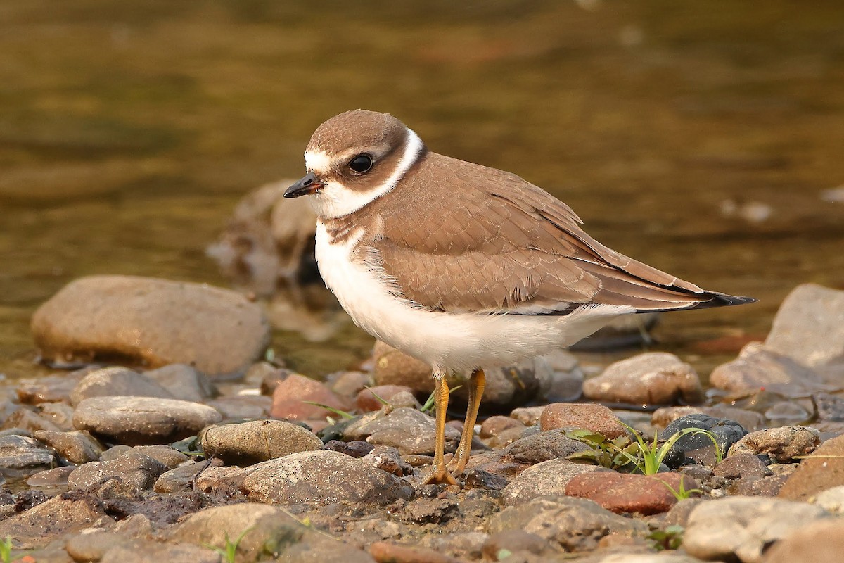 Semipalmated Plover - Keith Leland