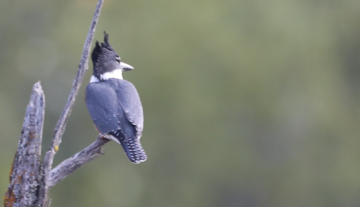 Belted Kingfisher - ML367023141