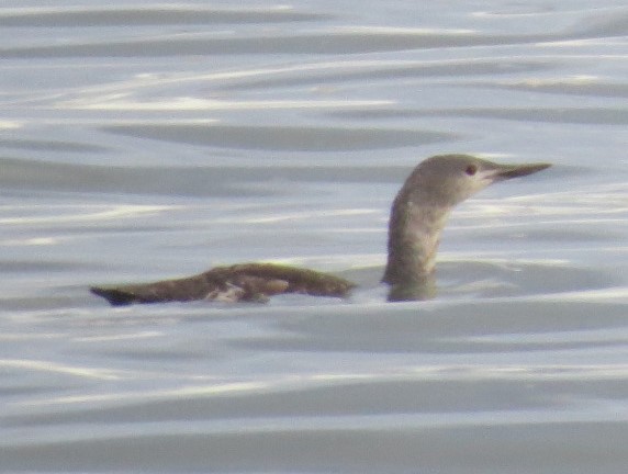 Red-throated Loon - ML36702371
