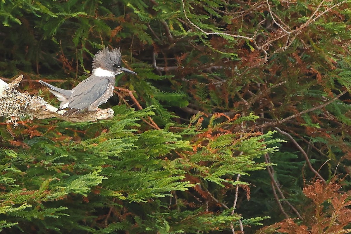 Belted Kingfisher - ML367024371