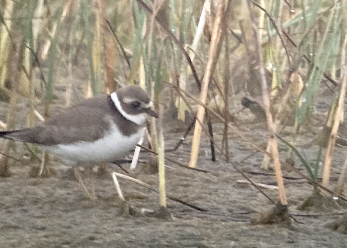 Common Ringed Plover - ML367025751