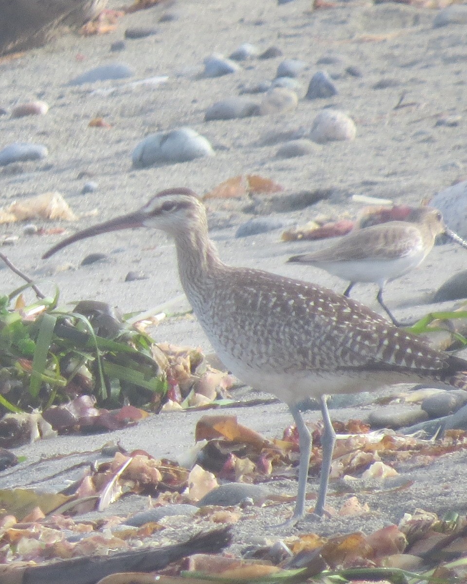 Whimbrel - Michael Barry