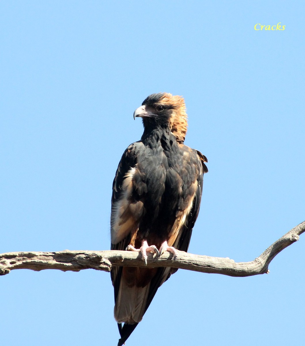 Black-breasted Kite - ML367030091