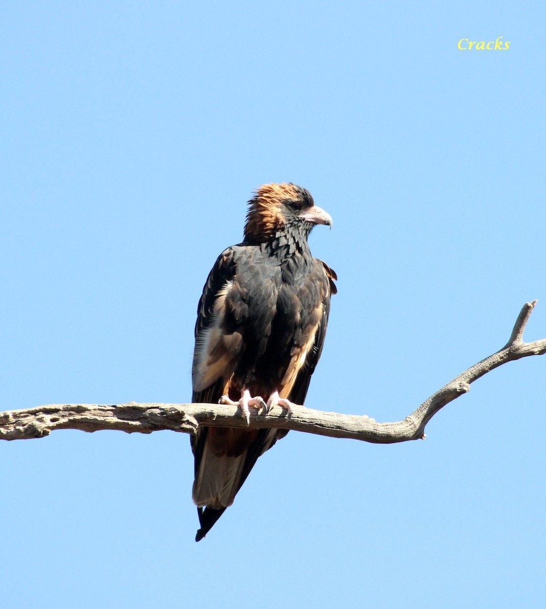 Black-breasted Kite - ML367030101